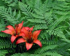 Tapeta Nature Flowers 182.jpg